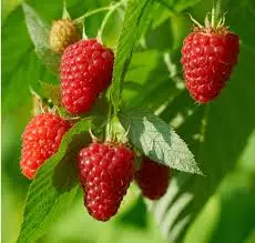 Himbo Top Raspberry Himbo Top Raspberry
