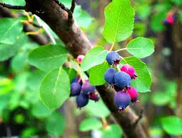 Northline Saskatoon Berry Northline Saskatoon Berry
