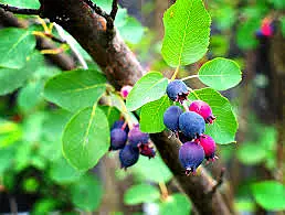 Northline Saskatoon Berry