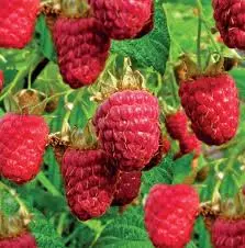 Himbo Top Raspberry Himbo Top Raspberry