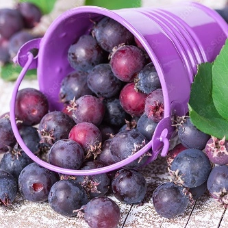 Northline Saskatoon Berry Northline Saskatoon Berry